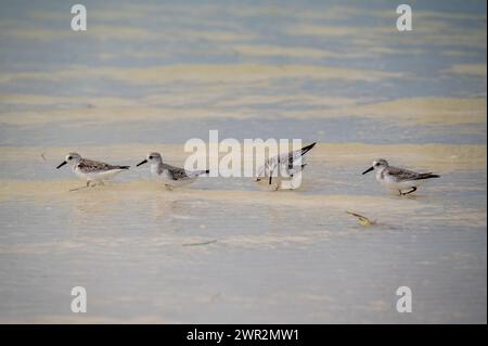 The sanderling (Calidris alba) in breeding plumage on Holbox Mexico Stock Photo