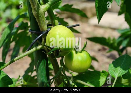 green tomatoes growing on the branches. It is cultivated in the garden. Stock Photo