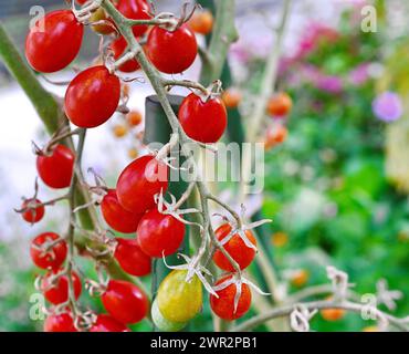 Beautiful red ripe heirloom tomatoes grown in a greenhouse. Gardening tomato photograph with copy space. Stock Photo