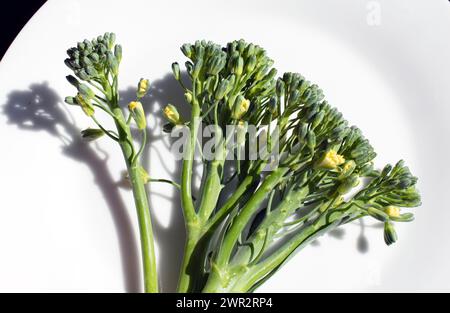 Flowering tenderstem broccoli on a white plate Stock Photo
