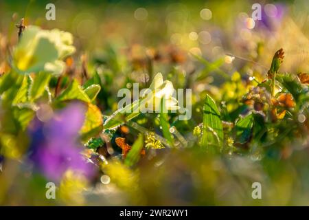 White primrose flower standing alone among the blades of grass at sunrise, morning dew on the grass, selective focus. Stock Photo