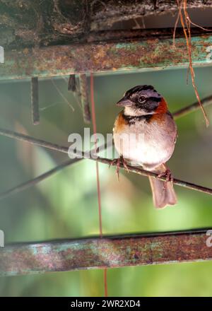 Common sparrow with rufous collar, frequents parks & gardens across Central & South America. Stock Photo