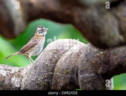 Common sparrow with rufous collar, frequents parks & gardens across Central & South America. Stock Photo