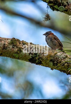 Common sparrow with rufous collar, frequents parks & gardens across Central & South America. Stock Photo