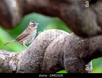 Common sparrow with rufous collar, frequents parks & gardens across Central & South America. Stock Photo