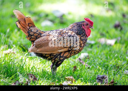 Ornate Sebright chicken with silver lacing, poses elegantly in a farmyard setting. Stock Photo