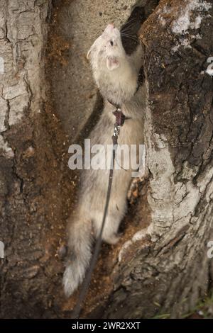 Ferret enjoying walking and exploring of tree holes in winter park Stock Photo