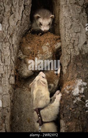 Ferret enjoying walking and exploring of tree holes in winter park Stock Photo
