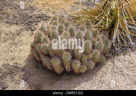 Mojave Mound cactus (Echinocereeus triglochiderus) in Joshua Tree National Park, California Stock Photo