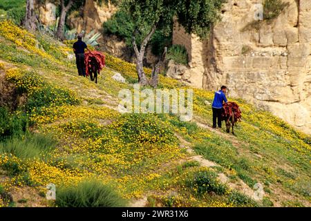 Fez, Morocco - Donkeys Carrying Dyed Animal Skins back to the Old City after Drying on Hillside. Stock Photo