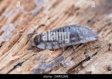 Natural closeup on a common shiny woodlouse, Oniscus asellus sitting on wood Stock Photo
