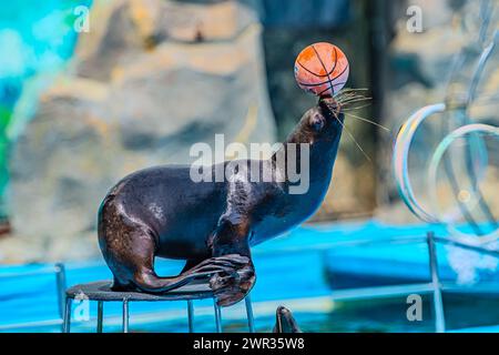 This seal is having a great time playing with a basketball in the pool. This seal is showing off its skills by balancing, a basketball on its nose. ma Stock Photo