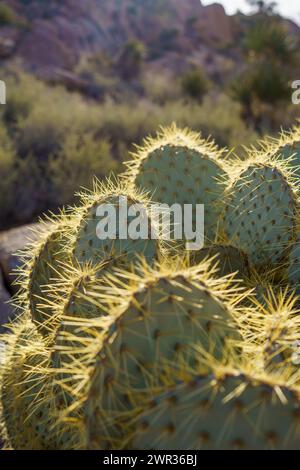 lovely rose succulent Lovely Rose Echeveria | Echeveria 'Lovely Rose'