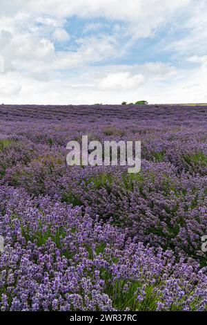 Lavender (Lavandula), lavender field on a farm, Cotswolds Lavender, Snowshill, Broadway, Gloucestershire, England, Great Britain Stock Photo