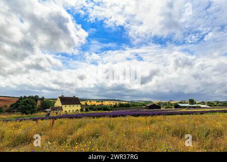 Lavender field and wildflower meadow on a farm, Cotswolds Lavender, Snowshill, Broadway, Gloucestershire, England, Great Britain Stock Photo