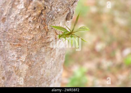 Tender mango shoots emerging from the trunk Stock Photo