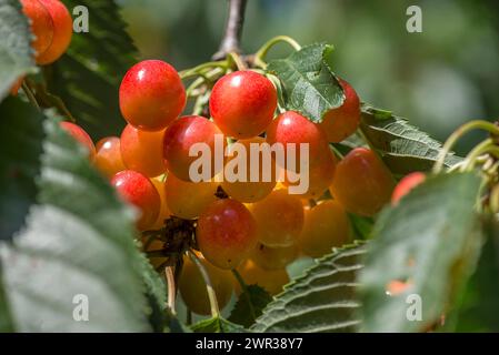 Wild cherries (Prunus avium) on a tree, Bavaria, Germany Stock Photo