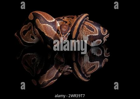 King python, (Python regius), adult, resting, captive, Central Africa, West Africa Stock Photo