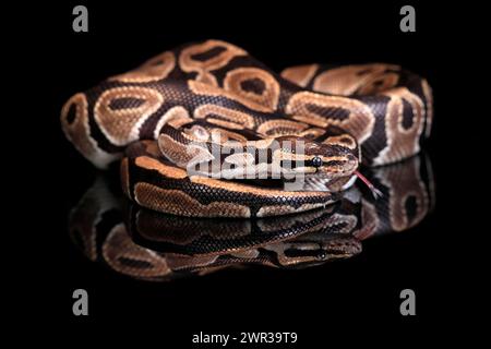 King python, (Python regius), adult, resting, captive, Central Africa, West Africa Stock Photo