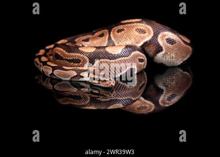King python, (Python regius), adult, resting, captive, Central Africa, West Africa Stock Photo