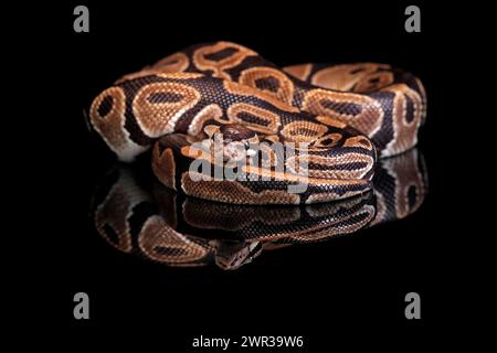 King python, (Python regius), adult, resting, captive, Central Africa, West Africa Stock Photo