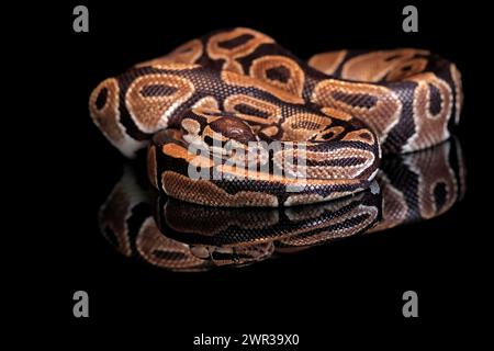 King python, (Python regius), adult, resting, captive, Central Africa, West Africa Stock Photo