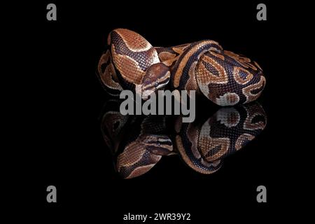 King python, (Python regius), adult, resting, captive, Central Africa, West Africa Stock Photo