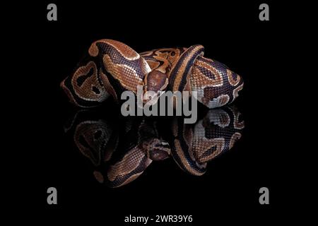 King python, (Python regius), adult, resting, captive, Central Africa, West Africa Stock Photo