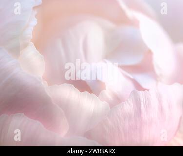 Peony (Paeonia), pink, delicate flowers, close-up, macro, Ruhr area, Germany Stock Photo