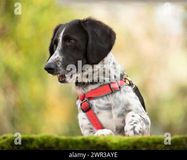 Domestic dog (Canis lupus familiaris), mixed-breed, male, animal welfare, animal welfare dog, standing at a stone slab covered with moss, paws Stock Photo