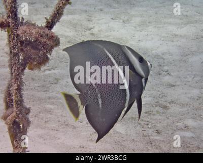 Gray angelfish (Pomacanthus arcuatus), juvenile, dive site Nursery, Tavernier, Florida Keys, Florida, USA Stock Photo