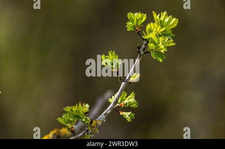 An einem Baum kommen durch die Knospen die ersten Blätter zum vorschein. (Wil ZH, Schweiz, 09.04.2023) Stock Photo