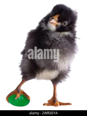 Black and white Dominique chicken chick still clutching the green jelly bean is has stolen from an Easter basket isolated in a studio photo. Stock Photo