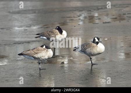 Three canadian geese stand on a frozen pond near Hauser, Idaho. Stock Photo