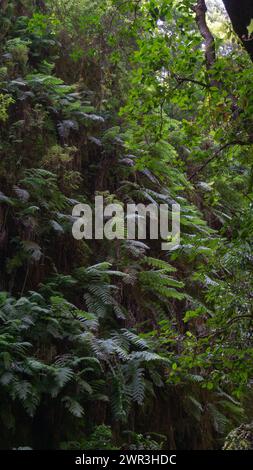 Lush ferns under the rainforest canopy Stock Photo - Alamy
