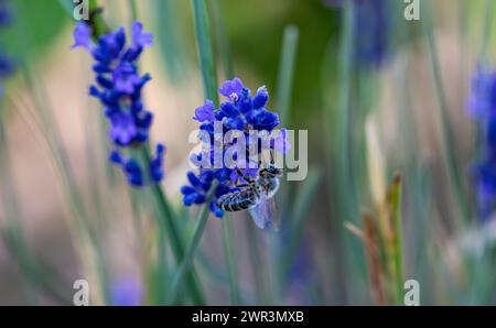 Bienen bei der Arbeit. Sie such bei Lavendel nach Nektar, aus welchem später süsser Honig wird. (Rheinau, Schweiz, 25.06.2023) Stock Photo