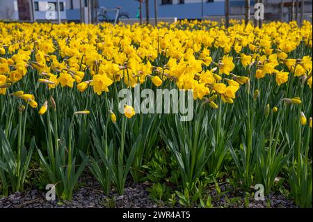 Flower bed with yellow daffodil flowers.  Narcissus blooming in the spring. Stock Photo