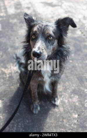 A vertical closeup of a black dog with a collar, sitting outdoors Stock Photo