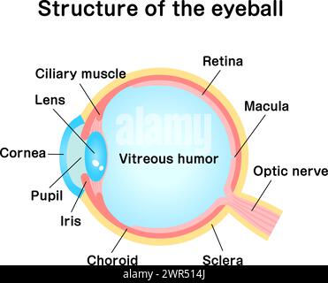 Structure of eyeball vector illustration Stock Vector