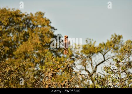 A hawk perched on a tree branch in a forest. Stock Photo