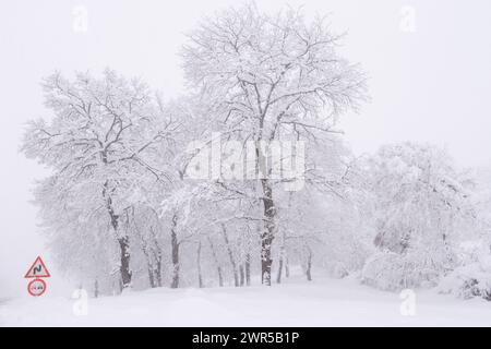 Snowy forest road and traffic warning signs Stock Photo