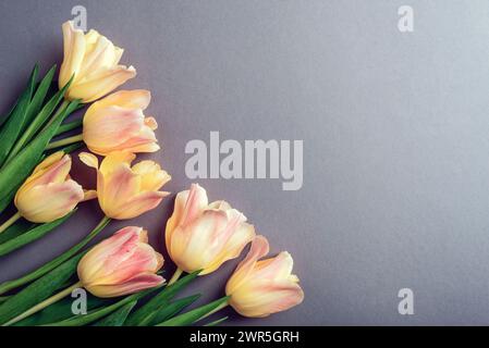 Yellow-pink tulips on gray background. Hello spring, womens day, mothers day concept. Top view, flat lay, copy space Stock Photo