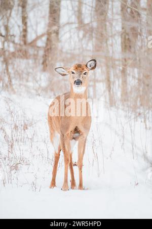 White-tailed deer standing alone in the snowy woods. Stock Photo
