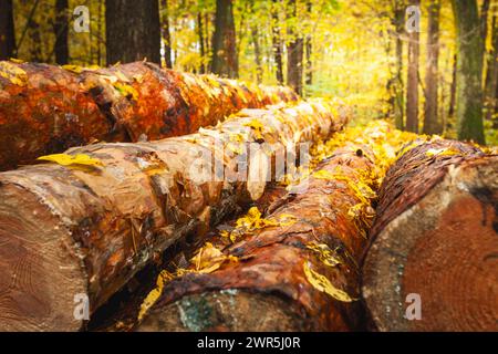 Wet fallen yellow leaves lie on tree logs in the forest, October day, eastern Poland Stock Photo