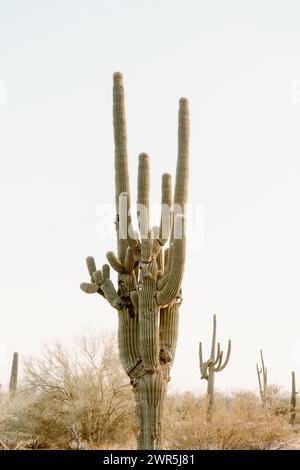 Saguaro cactus in Phoenix Arizona desert Stock Photo