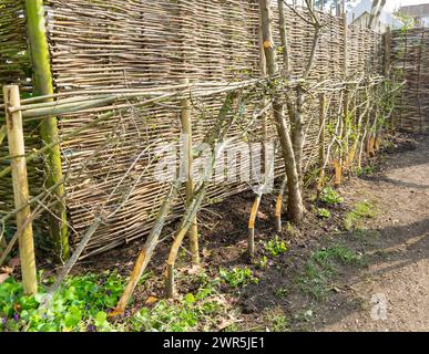 Hedge laying hawthorn hedging next to wicker fencing, UK Stock Photo