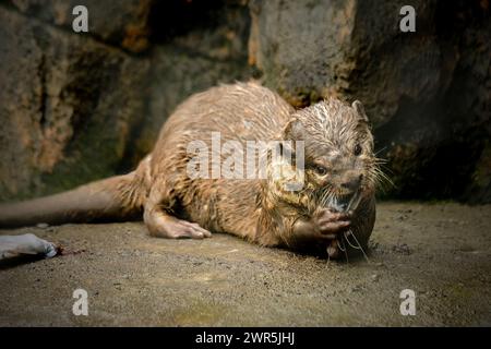 a giant river otter family in the zoo Stock Photo