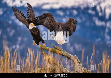 Two bald eagles fighting over a carcass with snow-capped mountain backdrop Stock Photo