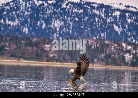 An eagle soaring above a frozen lake with distant mountains in the background Stock Photo