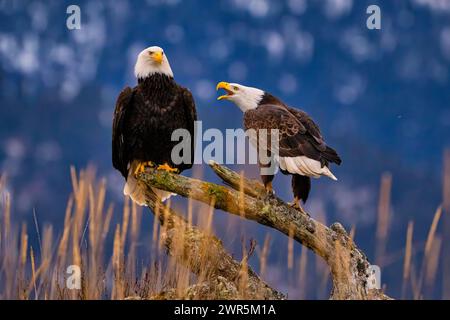 Two bald eagles perched on a log amidst tall grasses Stock Photo